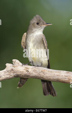 Wood-Pewee orientale - Contopus virens Foto Stock