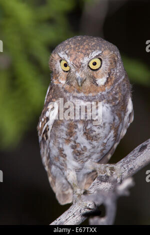 Elf Owl - Micrathene whitneyi - per adulti Foto Stock