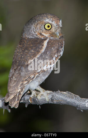 Elf Owl - Micrathene whitneyi - per adulti Foto Stock