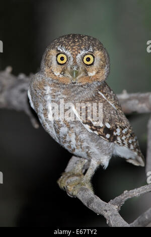 Elf Owl - Micrathene whitneyi - per adulti Foto Stock