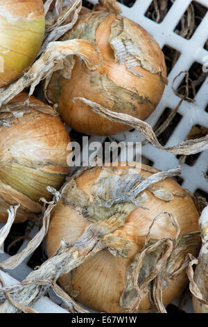 Le cipolle raccolte in una cassa in plastica Foto Stock