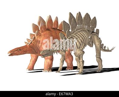 Dinosaurier Stegosaurus / dinosauro Stegosaurus Foto Stock