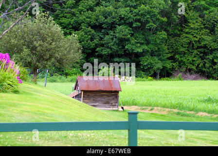 Paese vecchio cane di casa in un bellissimo ed ampio campo Foto Stock