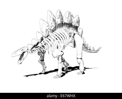 Dinosaurier Stegosaurus Skelett / dinosauro scheletro Stegosaurus Foto Stock