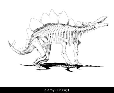 Dinosaurier Stegosaurus Skelett / dinosauro scheletro Stegosaurus Foto Stock