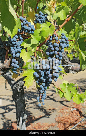 Una profondità di campo ridotta highlights mature, viola le uve da vino appeso sulla vite in corrispondenza di un vigneto in Napa Valley vicino a Calistoga Foto Stock