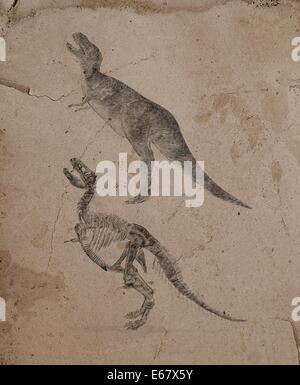 Dinosaurier Tyrannosaurus rex / dinosaur Tyrannosaurus rex Foto Stock