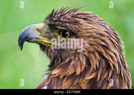 Closeup ritratto di un aquila reale. Foto Stock