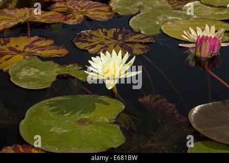 White water lilies in lily pond all'interno della missione di San Juan Capistrano, San Juan Capistrano, CALIFORNIA, STATI UNITI D'AMERICA Foto Stock