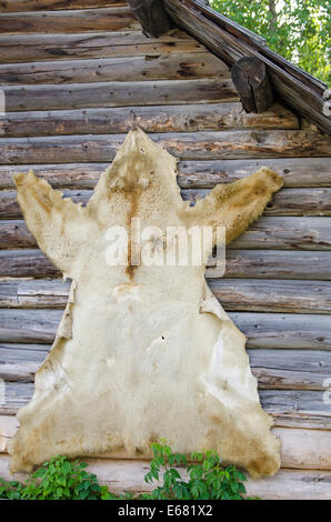 Bear nascondi pelle pelt appeso alla parete di cabina di registro nel centro storico della città d'oro Barkerville, British Columbia, Canada. Foto Stock