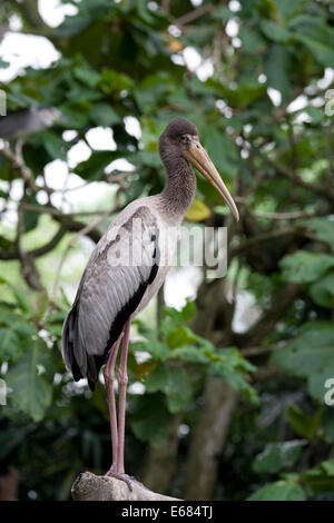 Ritratto di un giallo fatturati stork Mycteria ibis Malaysia Foto Stock