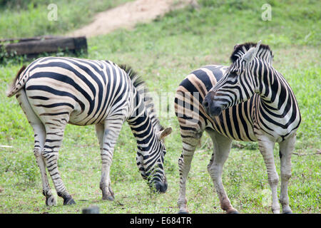 Zebre Foto Stock