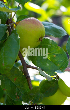 Mela matura su un ramo le mele nel sole di mattina il rip su appletree in estate - immagine verticale Foto Stock