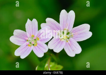 Rosa - Purslane Montia sibirica due fiori di colore rosa Foto Stock