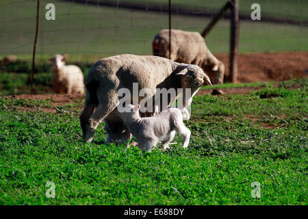 Twin agnelli di bere dalla loro madre in Boland regione del Sud Africa. Foto Stock