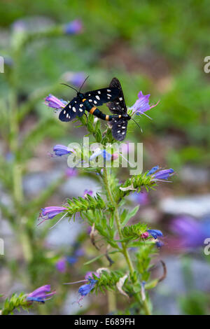 Due nove-spotted falene coniugata, Grumo, Ticino, Svizzera. Foto Stock