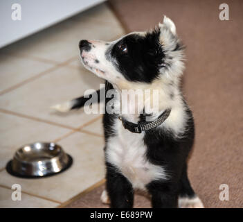 Collie cucciolo bianco e nero 14 settimane in giardino Foto Stock