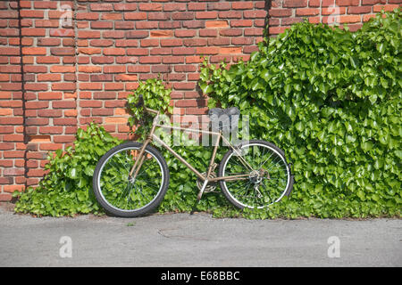 Vecchia bicicletta appoggiata contro un muro di mattoni con vigneti che crescono. Foto Stock