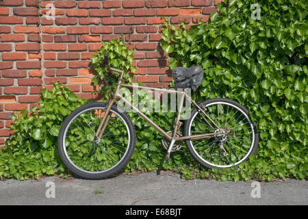 Vecchia bicicletta appoggiata contro un muro di mattoni con vigneti che crescono. Foto Stock