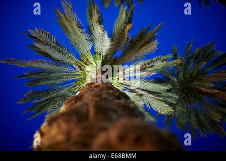 Lincoln Road Mall in serata guardando fino in corrispondenza di un albero di palma dal livello della strada Foto Stock