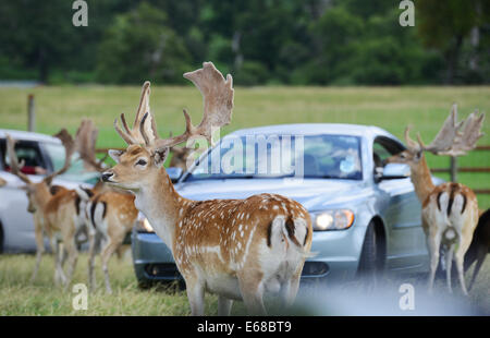 Longleat Safari Park, alimentazione di daini, Wiltshire, Inghilterra Foto Stock