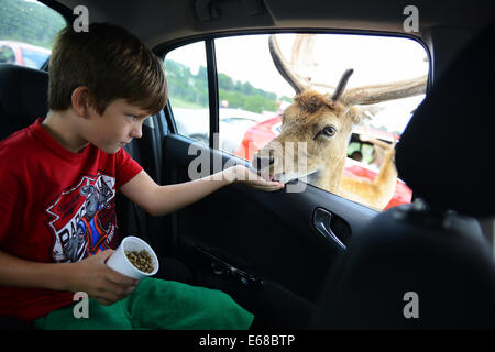 Longleat Safari Park, alimentazione di daini, Wiltshire, Inghilterra Foto Stock