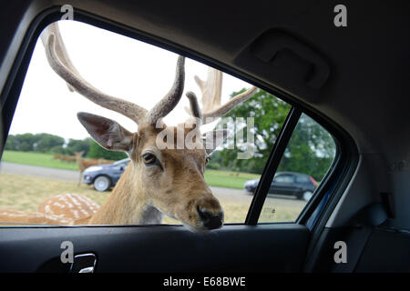 Longleat Safari Park, alimentazione di daini, Wiltshire, Inghilterra Foto Stock