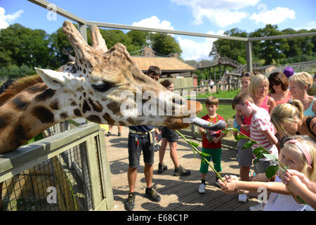 Longleat Safari Park, turisti alimentando le giraffe, Wiltshire, Inghilterra Foto Stock