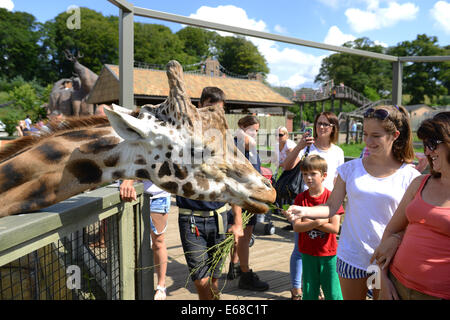 Longleat Safari Park, turisti alimentando le giraffe, Wiltshire, Inghilterra Foto Stock