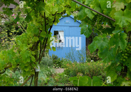 Dipinto di blu capannone nel giardino murato, Saint Valery sur Somme, Francia Foto Stock