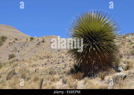 Puya Raimondi nella Cordillera Blanca nei pressi di Huaraz, Perù. La Puya Raimondi è i mondi più grande Bromeliad Foto Stock