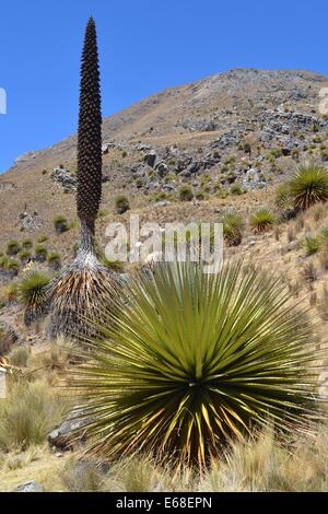 Puya Raimondi nella Cordillera Blanca nei pressi di Huaraz, Perù. La Puya Raimondi è i mondi più grande Bromeliad Foto Stock