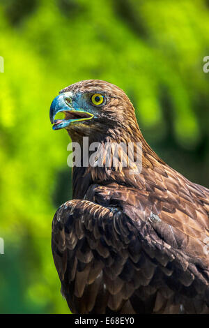 Un golden eagle, Aquila chrysaetos. Foto Stock