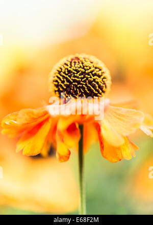 Helenium Waltraut sneezeweed bronzo daisy orange come fiore con centro nero su verde morbido sfondo giallo Foto Stock