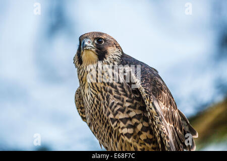Un falco pellegrino, falco peregrinus Foto Stock