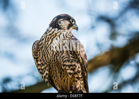 Un captive falco pellegrino, falco peregrinus Foto Stock