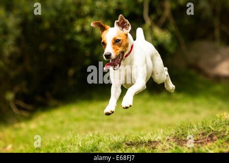 Un Jack Russell Terrier bianco e abbronzato viene catturato a mezz'aria mentre salta attraverso un campo erboso. La bocca del cane è aperta con la lingua fuori, le orecchie sbattono e tutte e quattro le zampe dal suolo, a indicare Foto Stock