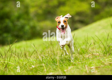 Jack Russel Parson Dog Run verso la telecamera angolazione bassa alta velocità Shot Foto Stock