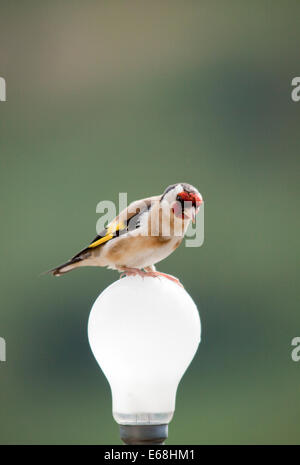 Un cardellino Carduelis carduelis arroccato su di una lampadina Foto Stock