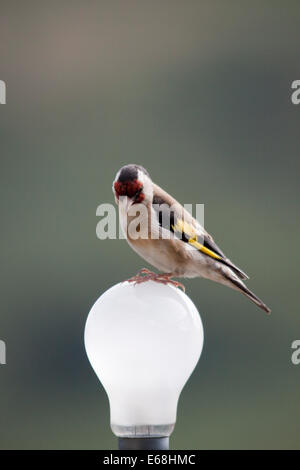 Un cardellino Carduelis carduelis arroccato su di una lampadina Foto Stock