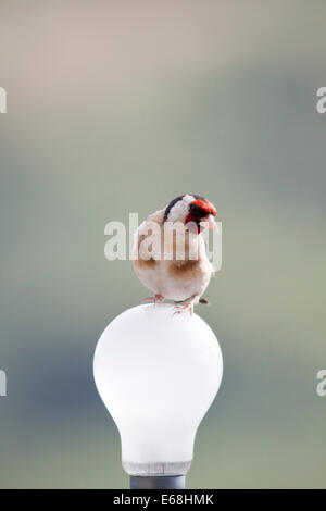 Un cardellino Carduelis carduelis arroccato su di una lampadina Foto Stock