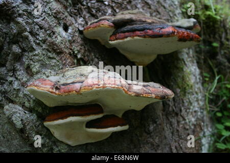 Gruppo di fasce di colore rosso funghi che crescono su un albero Foto Stock