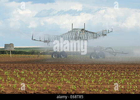 Briggs semovente gommato sistema di irrigazione irrigazione piantate le lattughe di Suffolk REGNO UNITO Foto Stock