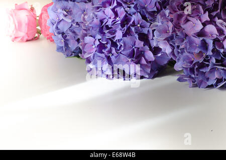 Hydrangea viola e rosa rose fiori sfondo Foto Stock