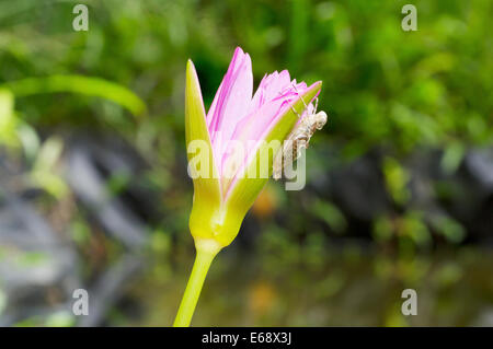 Ninfa di libellula shell sul fiore di loto in natura Foto Stock