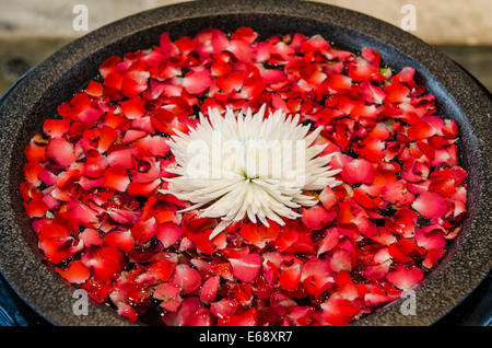 Display floreali nella lobby di Dusit Thani Hotel,Dubai Emirati Arabi Uniti EMIRATI ARABI UNITI. Foto Stock