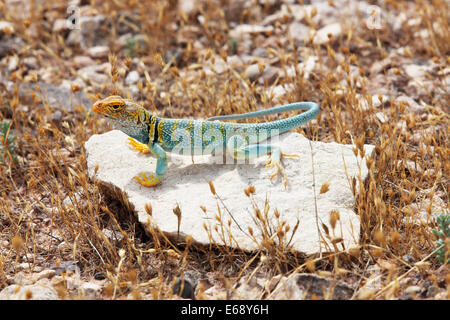 Maschio a collare orientale Lizard (Crotaphytus collaris) a dinosauro collina vicino Colorado National Monument, Colorado Foto Stock