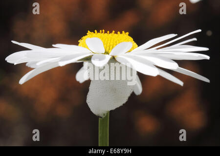 Margherita occhio di bue con il cuculo sputare in fiore Foto Stock