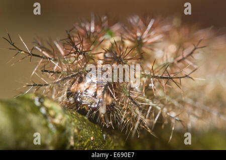 Un ben difeso Caterpillar coperto in urticating (sensazione puntoria) peli. Foto Stock