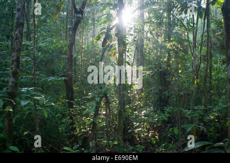 La luce del sole che splende attraverso la mattina di nebbia nella foresta pluviale del Parco Nazionale di Corcovado, Costa Rica. Foto Stock